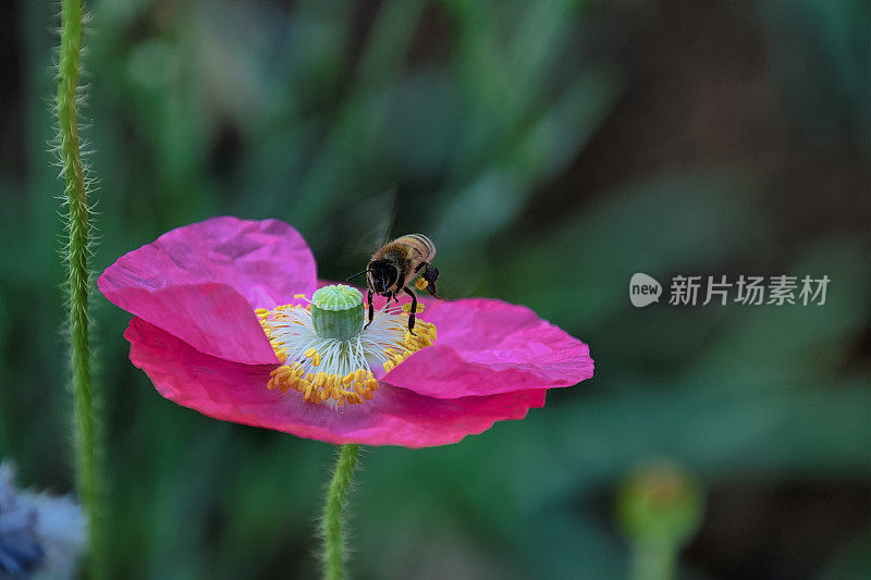 Poppy和Bee VD702